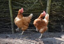 Jakie są podstawowe typy i struktury danych w językach programowania?