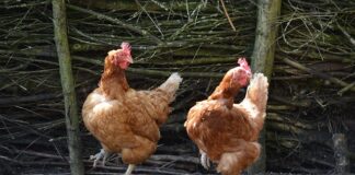 Jakie są podstawowe typy i struktury danych w językach programowania?