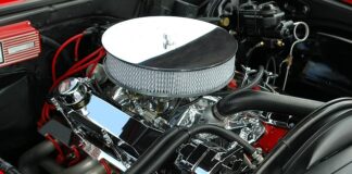 Na czym polega dostosowanie organizmu do środowiska?