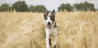 Na jaką odległość działa 5G?