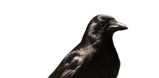 Czy zwolnienie lekarskie zwalnia z praktyk?