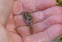 Ile trwa aklimatyzacja w pracy?