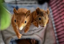 Ile otrzymuje nauczyciel za opiekę nad praktykantem?