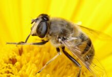 Co to jest przystosowanie do środowiska?