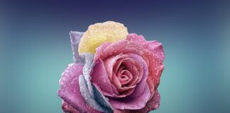 Czym się różni szkoła wyższa od akademii?