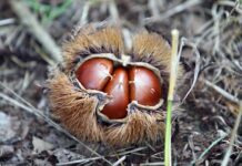 Jaki certyfikat do bur?